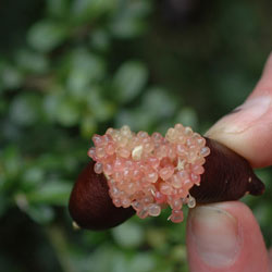 Australian finger lime 